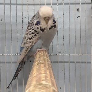 Meet your Posher, Carlos